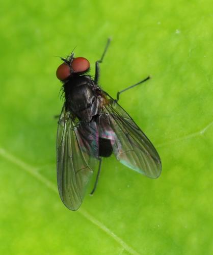 Hebecnema sp.